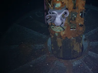 Deep-sea octopus on a borehole observatory