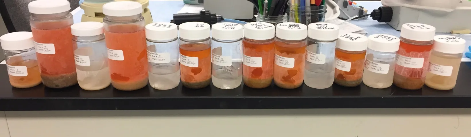 Mysid zooplankton samples in ethanol